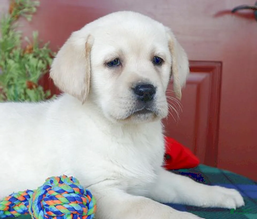 Labrador Retriever dogs for sale: Kinsley - Champ line - Ad 9