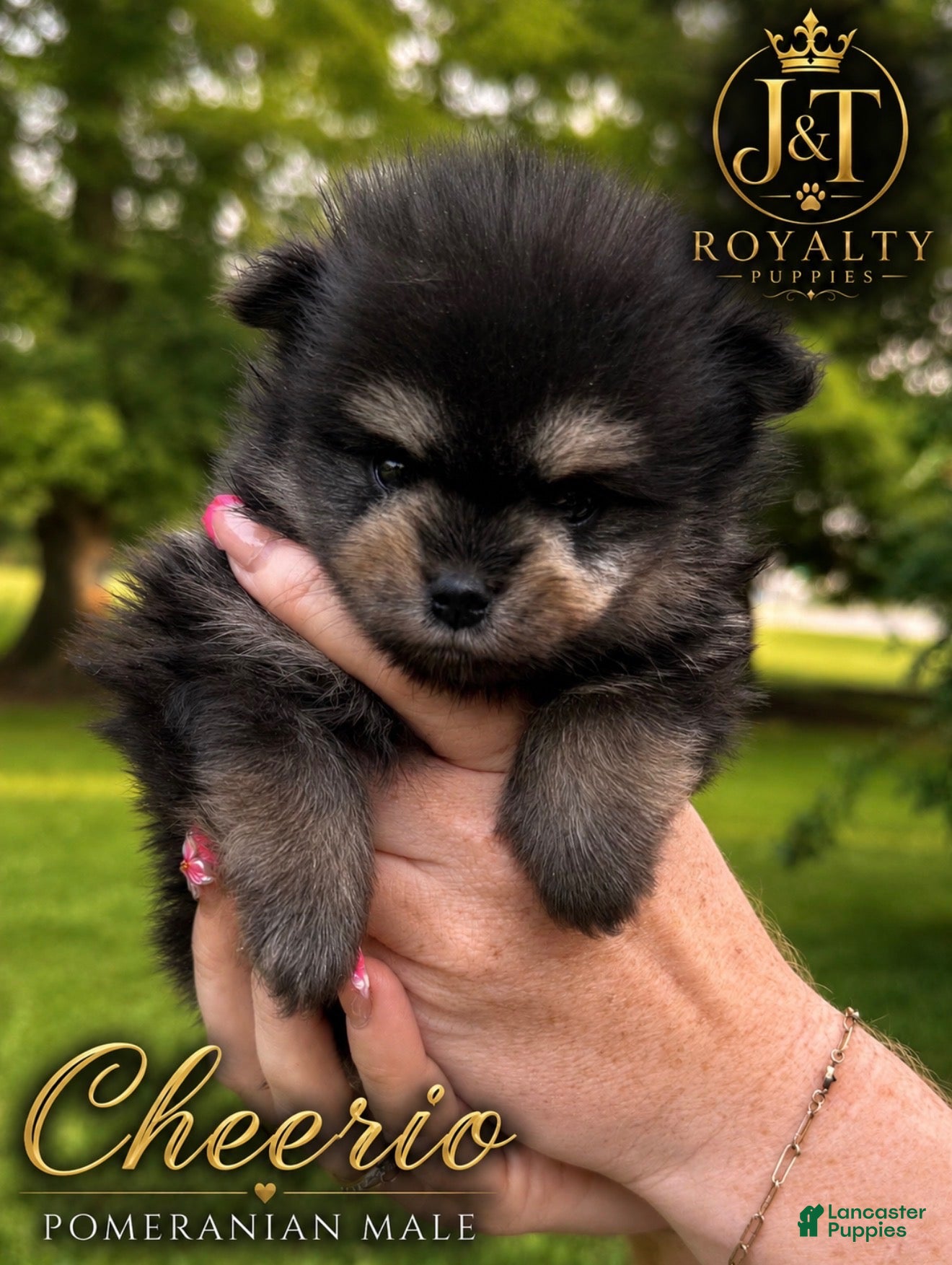 Pomeranian dogs Cheerio - Ad 8