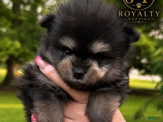 Pomeranian dogs Cheerio - Ad 26