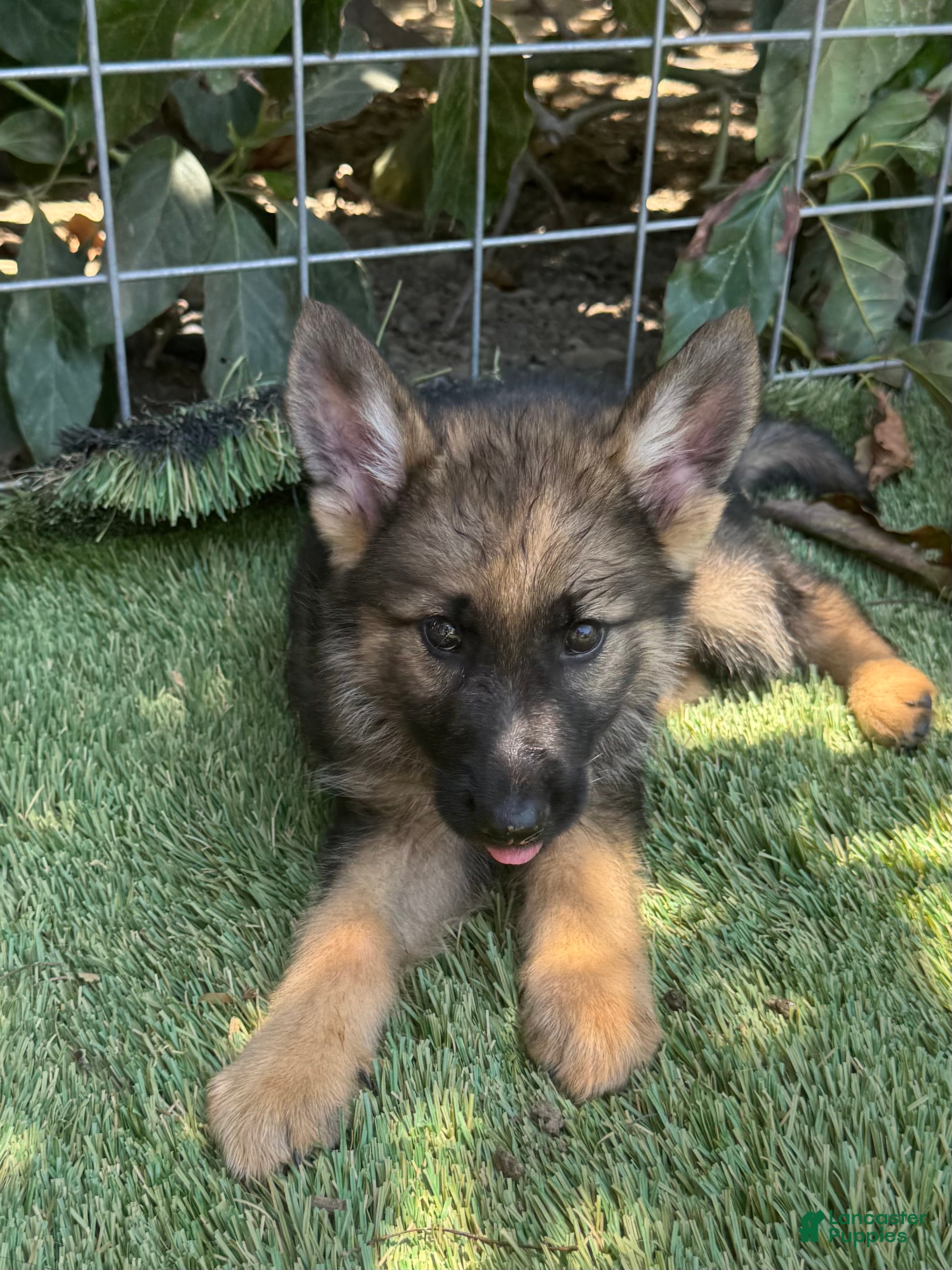 German Shepherd dogs German Shepherd 1 - Ad 1