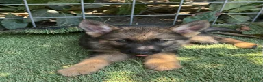 German Shepherd 1