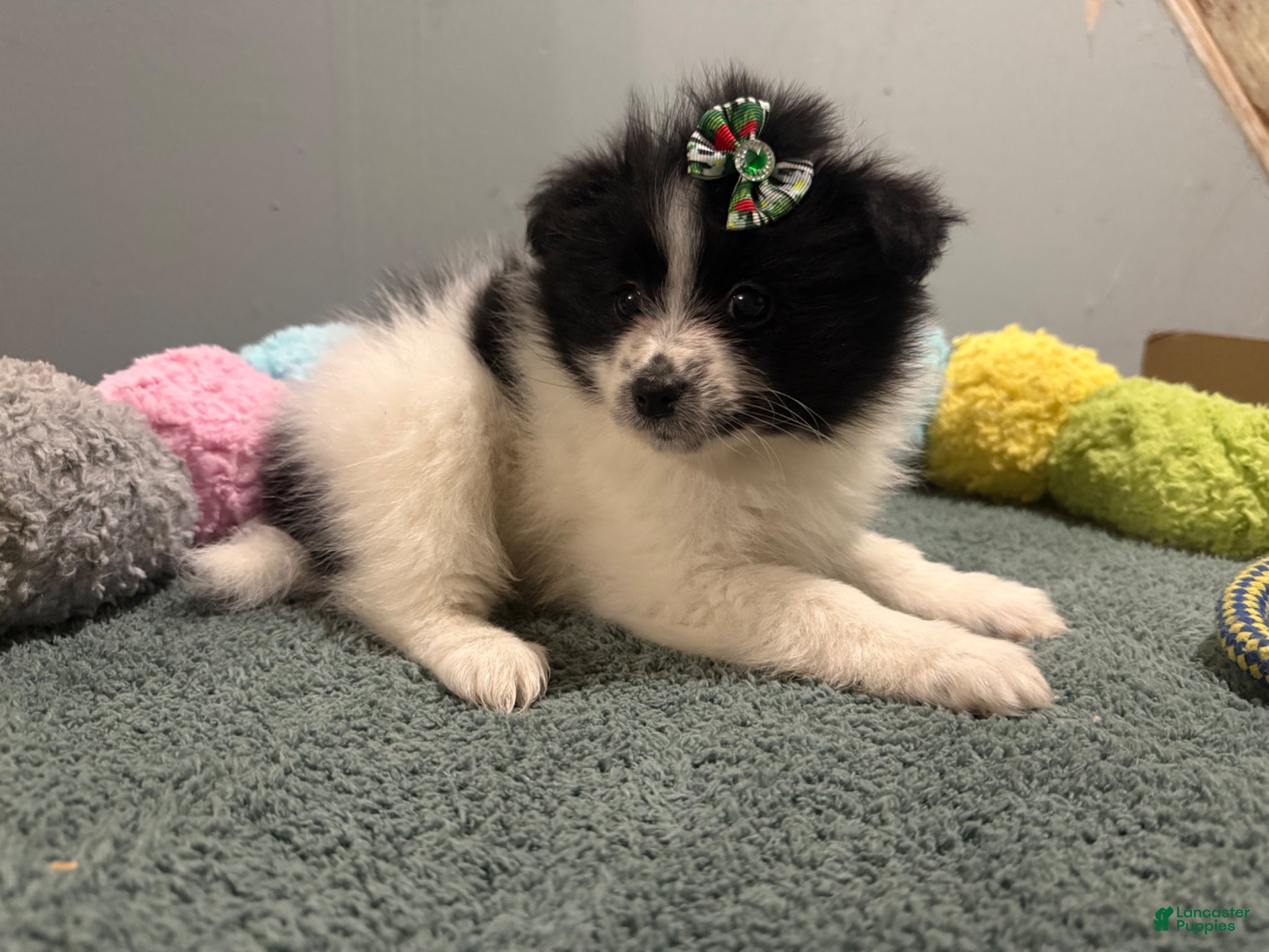 Pomeranian dogs Ariel - Ad 1