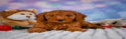 Mini Goldendoodle dogs for sale: Ivy - Ad 5