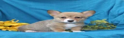 Welsh Corgi Pembroke dogs for sale: Cocoa - Ad 3