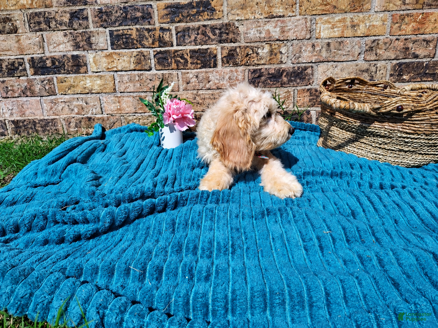 Mini Goldendoodle dogs for sale: Mini Goldendoodle 4 - Ad 2