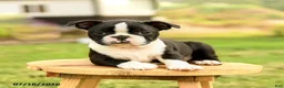 Boston Terrier dogs for sale: Bryce - Ad 2
