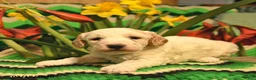 Mini Goldendoodle dogs for sale: Spot  - Ad 4