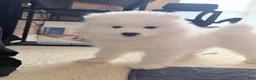 Samoyed dogs for sale: Samoyed Puppy 1 - Ad 2