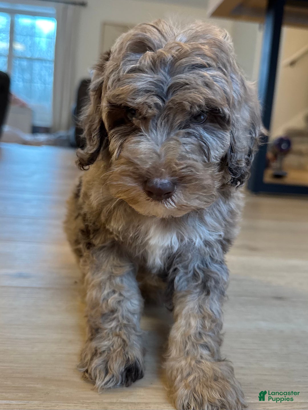 Mini Goldendoodle dogs for sale: Murphy - Ad 4