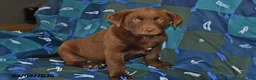 Mixed Breed dogs for sale: Cash - Ad 4