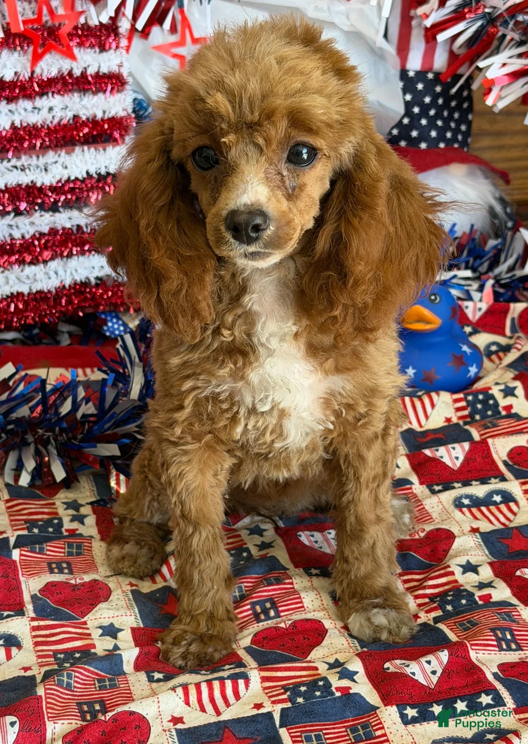 Miniature Poodle dogs for sale: Pixie - Ad 3