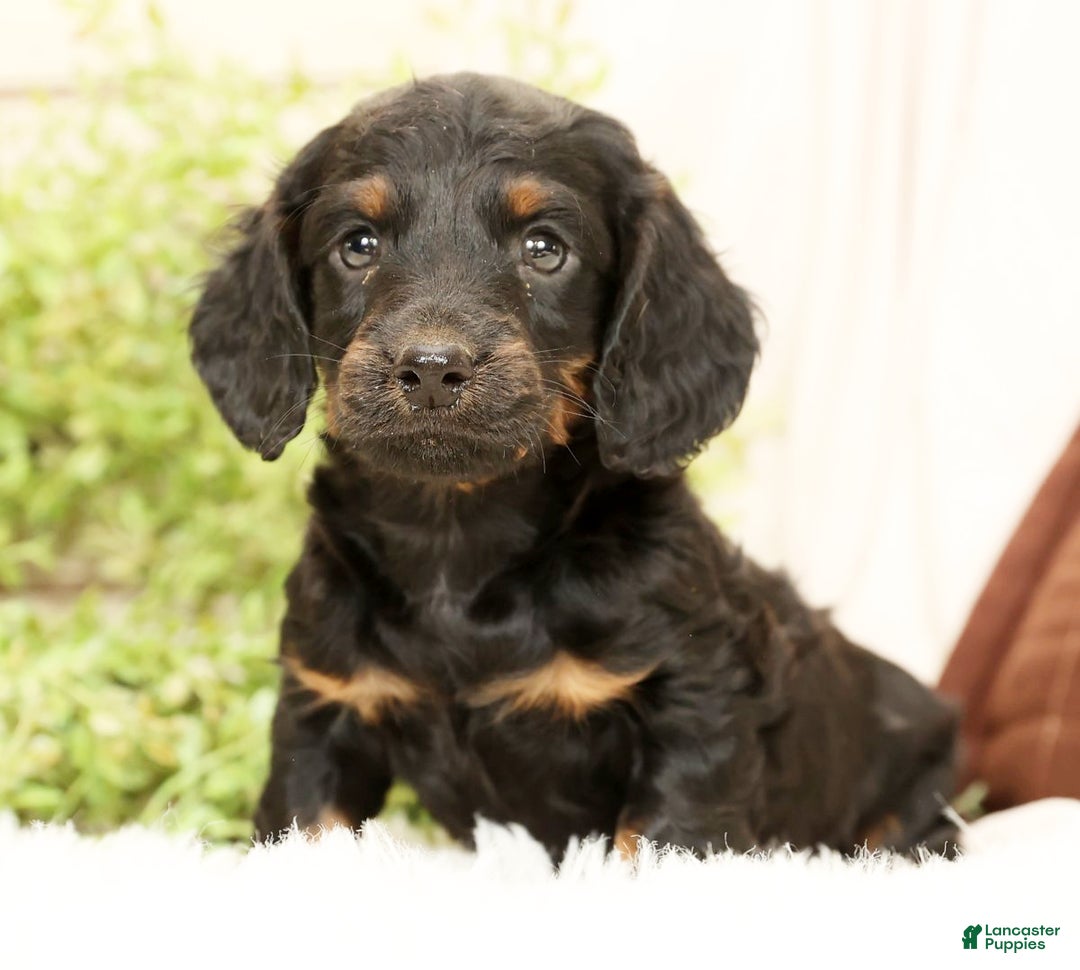 Miniature Dachshund dogs for sale: Bear - Ad 2