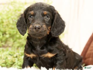 Miniature Dachshund dogs for sale: Bear - Ad 2