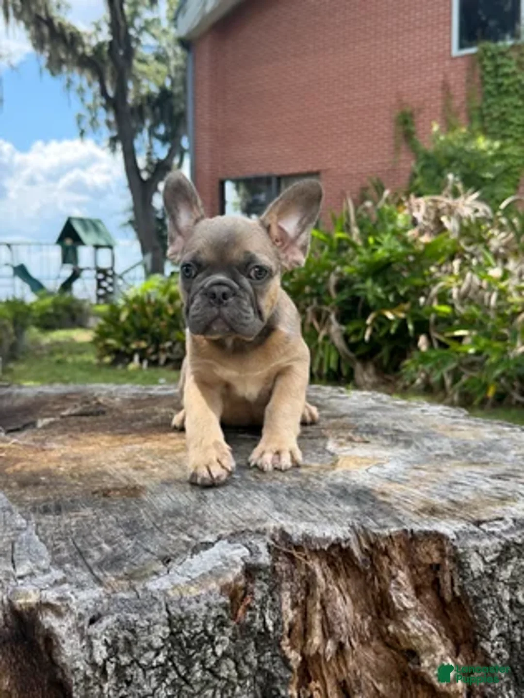 French Bulldog dogs for sale: French Bulldog 3 - Ad 1