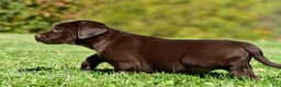 Labrador Retriever dogs for sale: Charles - Ad 6