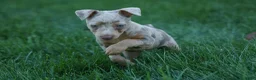 Miniature Pinscher dogs for sale: MOLLY - Ad 9