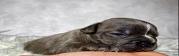 Frenchton dogs for sale: Miss Ellie  - Ad 6