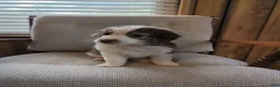 Miniature Australian Shepherd dogs for sale: Miniature Australian Shepherd 1 - Ad 3