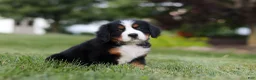 Bernese Mountain Dog dogs for sale: Queen - Ad 5