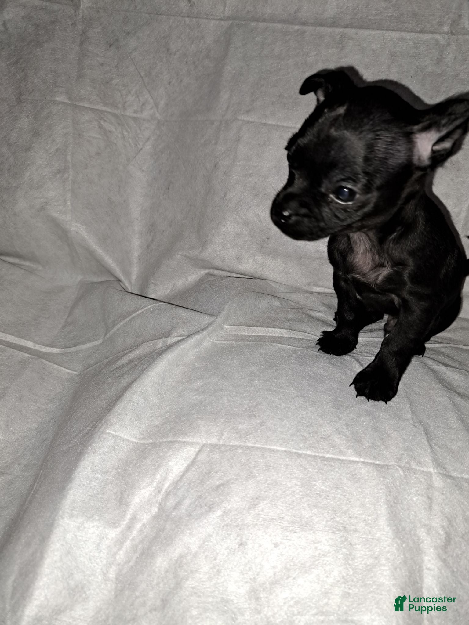 Chihuahua dogs Balck male - Ad 1