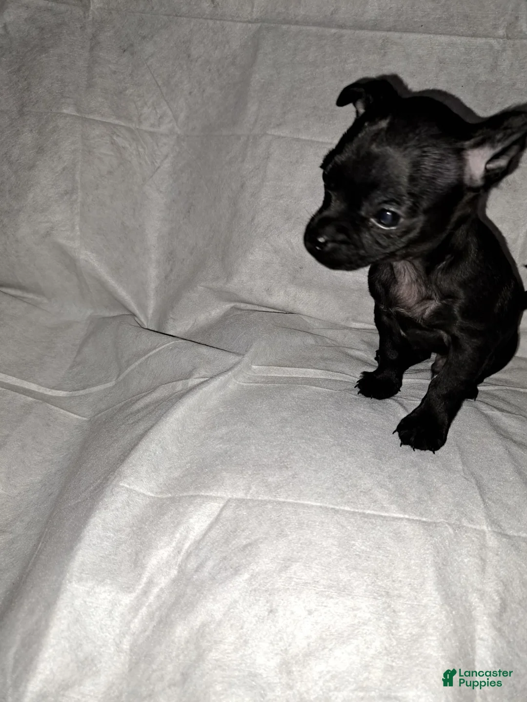 Chihuahua dogs for sale: Balck male - Ad 1