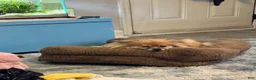 Pomeranian dogs for sale: Pomeranian 1: Hank - Ad 2