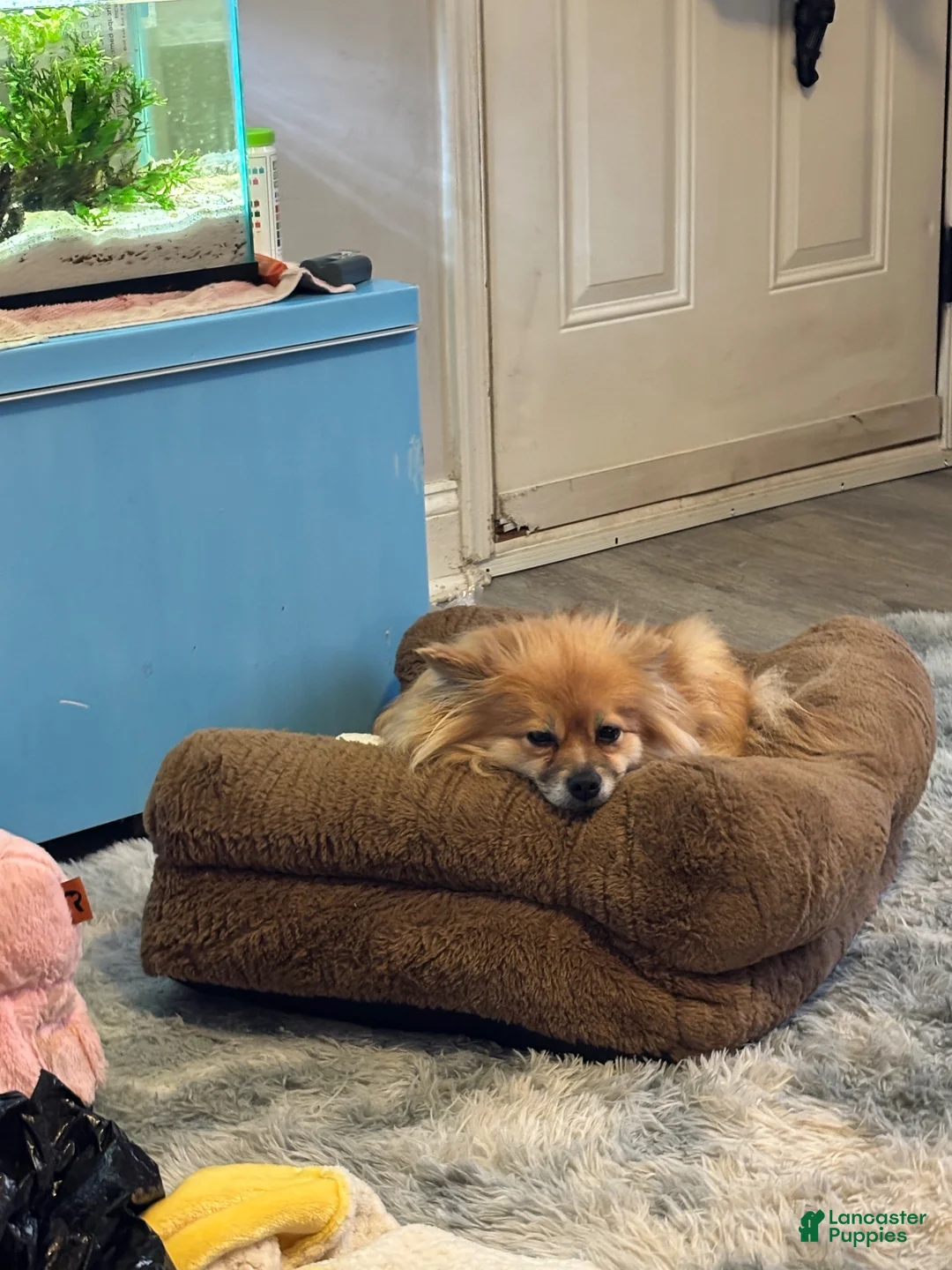 Pomeranian dogs for sale: Pomeranian 1: Hank - Ad 2