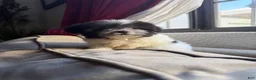 Shihpoo dogs for sale: Theo — The Sweet Little Cuddle Bug - Ad 13