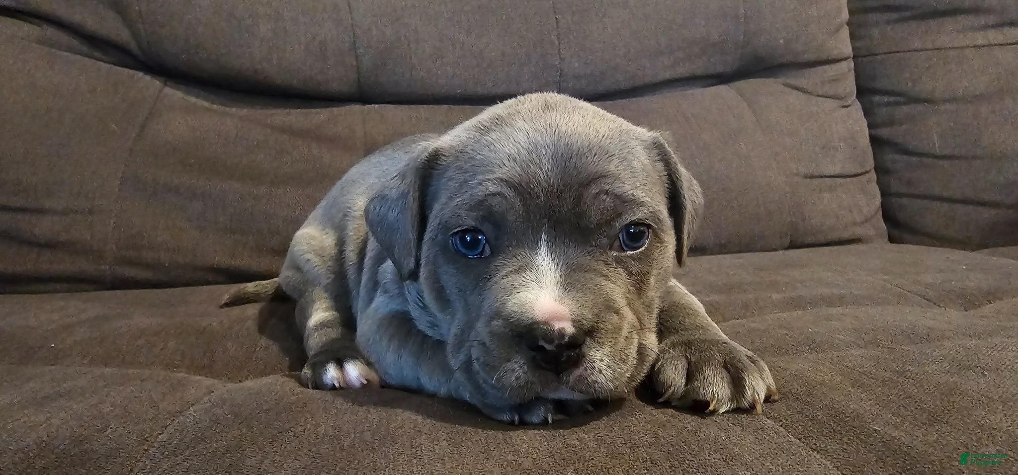 Mixed Breed dogs Mixed Breed Puppy 1 - Ad 1