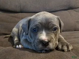 Mixed Breed dogs for sale: Mixed Breed Puppy 1 - Ad 2