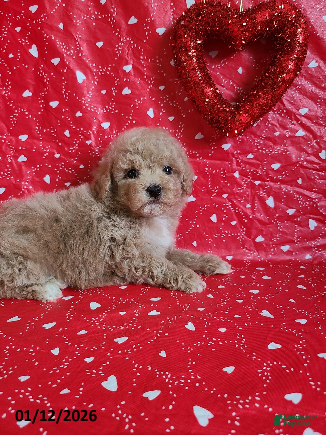 Bichpoo dogs for sale: Doll Face - Ad 4