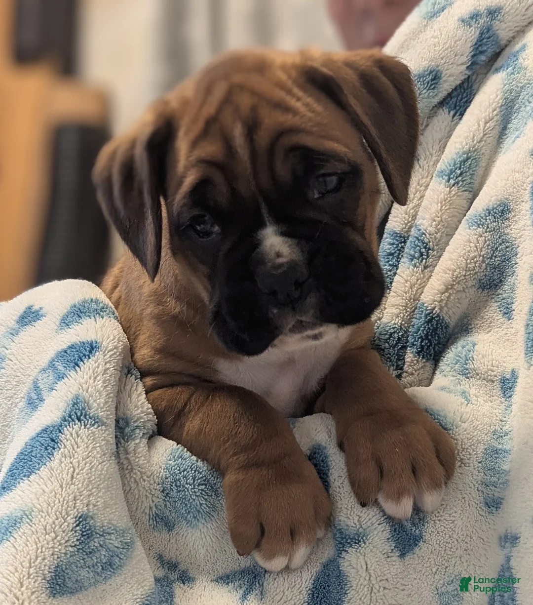 Boxer dogs for sale: Blazer - Ad 1