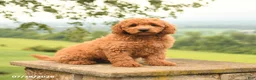 Mini Goldendoodle dogs for sale: Atley - Ad 5