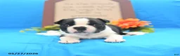 Boston Terrier dogs for sale: Roscoe - Ad 14