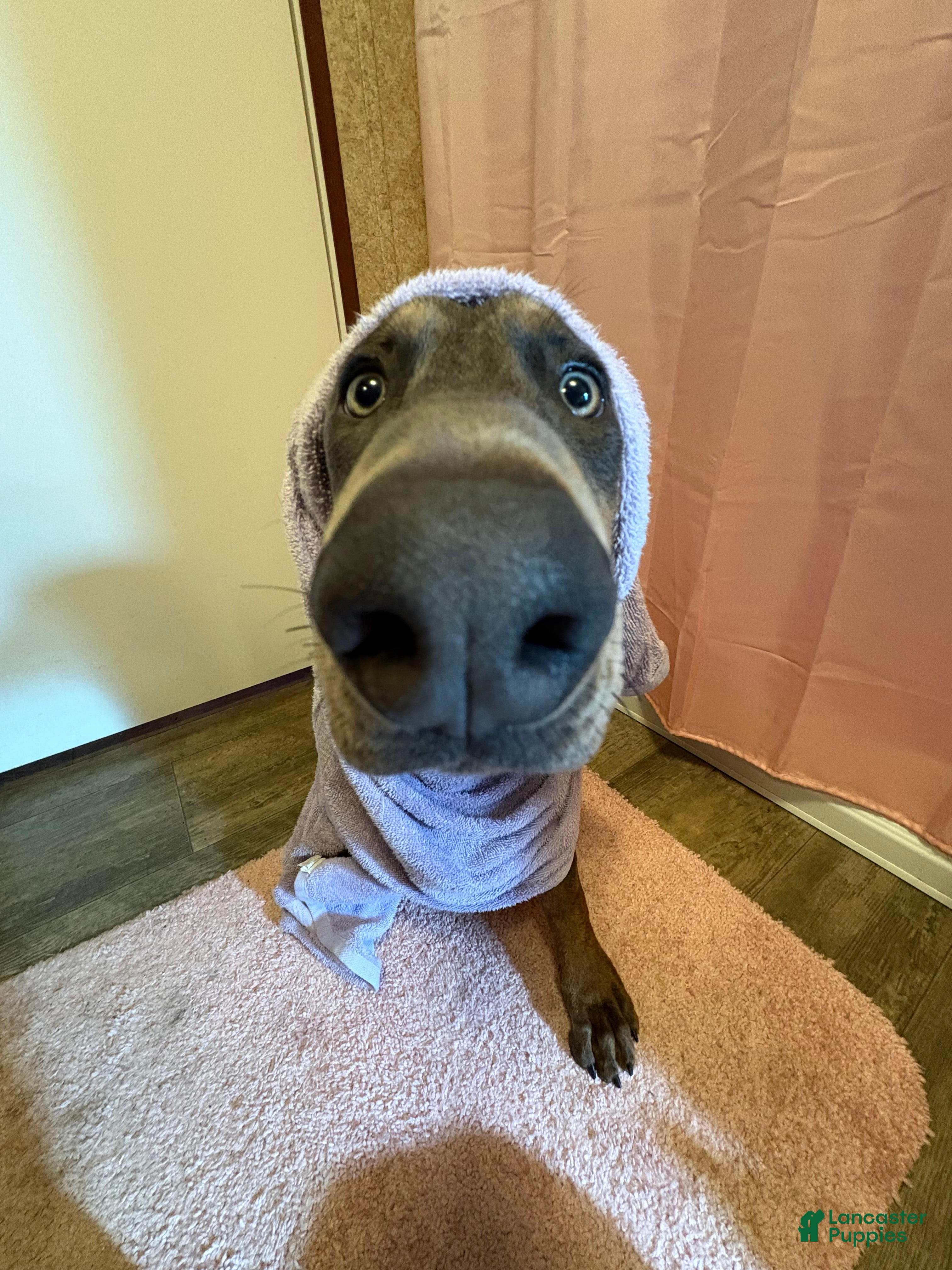 Doberman Pinscher dogs Trained blue pup - Ad 22