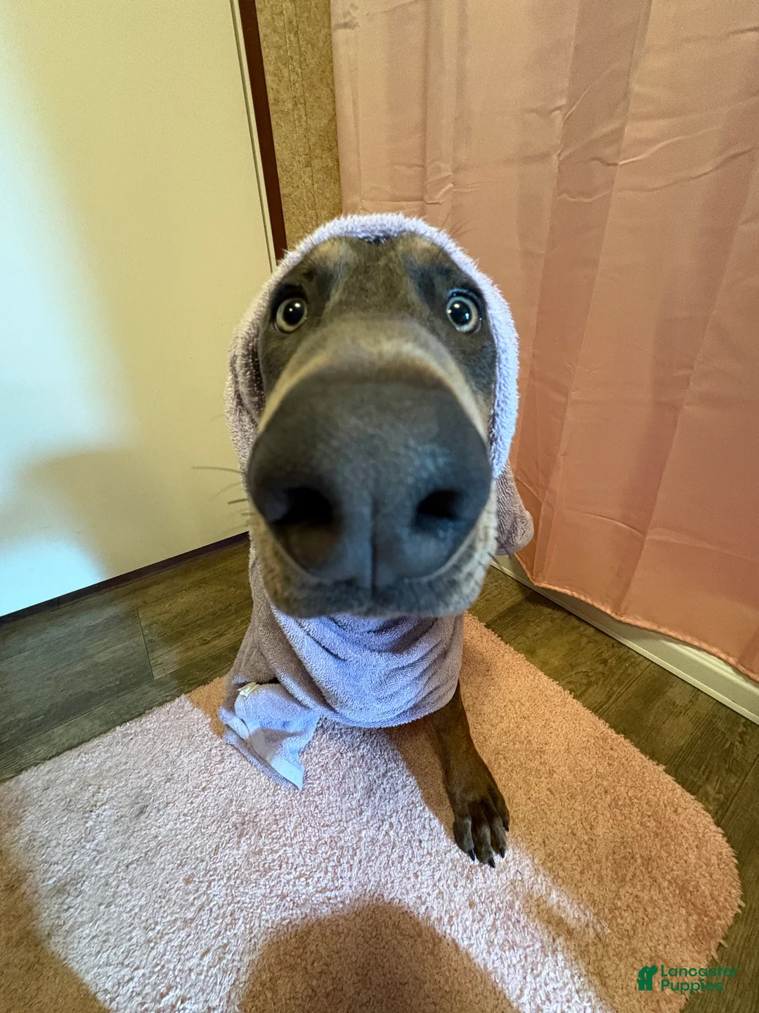 Doberman Pinscher dogs for sale: Trained blue pup - Ad 1