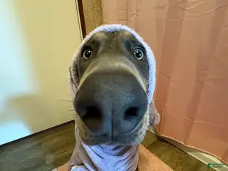 Doberman Pinscher dogs Trained blue pup - Ad 22