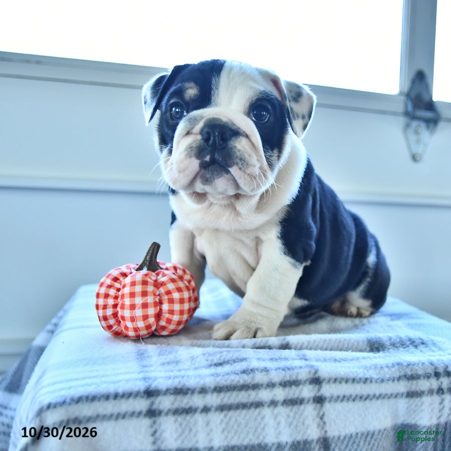 English Bulldog dogs for sale: Blossom - Ad 1