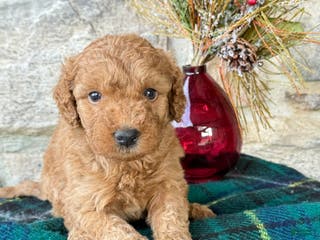 Mini Goldendoodle dogs Snowball - Ad 27