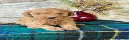 Mini Goldendoodle dogs for sale: Snowball - Ad 1