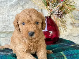 Mini Goldendoodle dogs Snowball - Ad 38