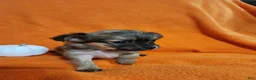 Chihuahua dogs for sale: El Chubbo  - Ad 4