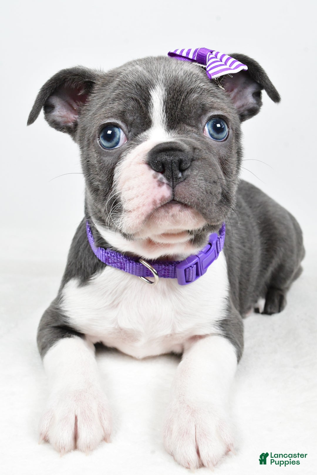 Mixed Breed dogs for sale: Sadie - Ad 7