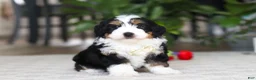 Mini Bernedoodle dogs for sale: Charlie - Ad 6