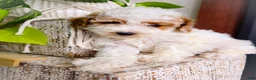 Toy Poodle dogs for sale: Nemo - Ad 5