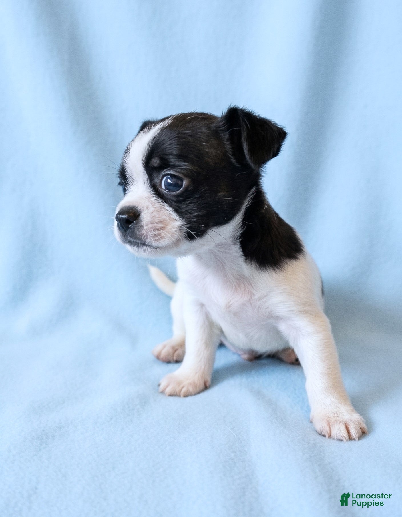 Mixed Breed dogs for sale: Kirby - Ad 2