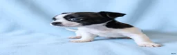 Mixed Breed dogs for sale: Kirby - Ad 2
