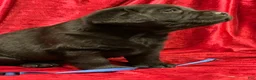Labrador Retriever dogs for sale: Black Boy - Ad 5