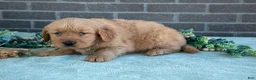Golden Retriever dogs for sale: Trish - Ad 3