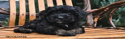 Miniature Poodle dogs for sale: Raine  - Ad 3